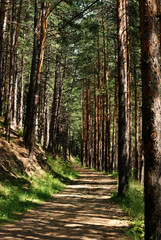 path on the border between pine trees