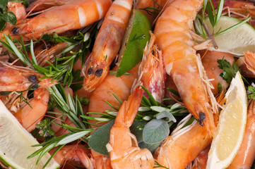 Scampi