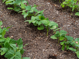 Vegetables growing in garden