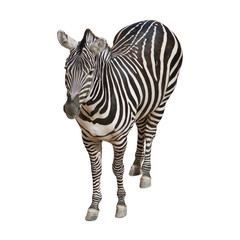Potrait Of A Zebra