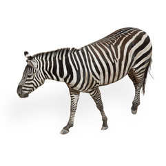 Fototapeta na wymiar Potrait Of A Zebra