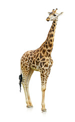 Potrait Of A Giraffe