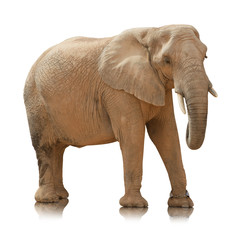 Obraz premium Portrait Of An Elephant Bull&nbsp;