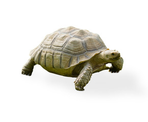 Fototapeta premium Reptile Turtle
