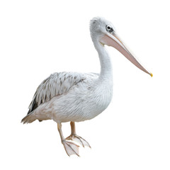 Potrait Of A Pelican
