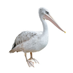 Obraz premium Potrait Of A Pelican