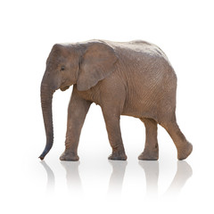 Obraz premium Portrait Of An Elephant