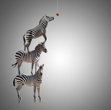 Fototapeta Stack Of Zebra Reaching To Eat Apple