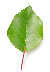 Fototapeta premium Leaf apricots