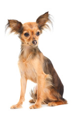 Russian long-haired toy terrier on isolated white