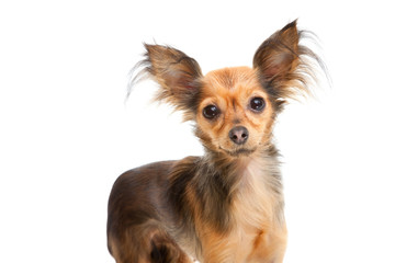 Russian long-haired toy terrier on isolated white