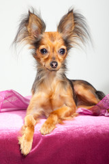 Russian long-haired toy terrier on pink pillow