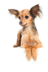 Russian long-haired toy terrier on isolated white