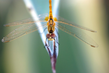 LIBÉLULA. FLORA Y FAUNA