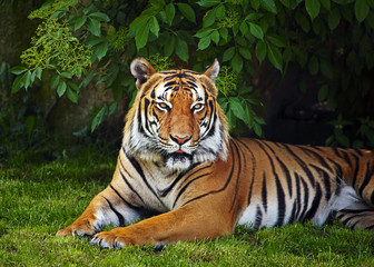 Sumatran tiger