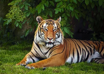 Foto auf Acrylglas Tiger Sumatra-Tiger