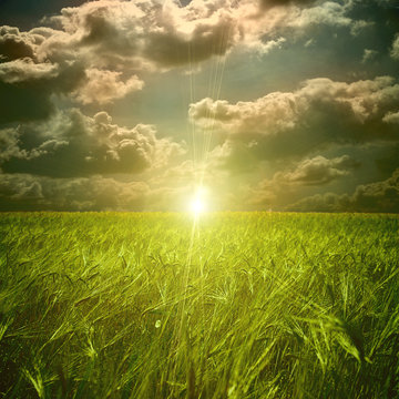 Green field and sunset