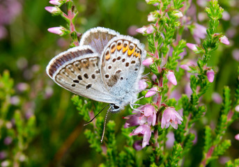 small gossamer-winged butterfly, heather