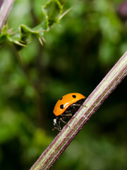 diagonal ladybird