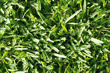 FONDO DE CÉSPED, HIERBA, GRAMA. TEXTURA ORGÁNICA