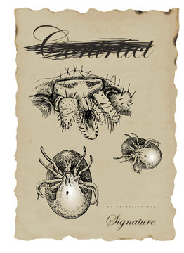 MICRO WORLD tick - hand-drawn image in vintage style