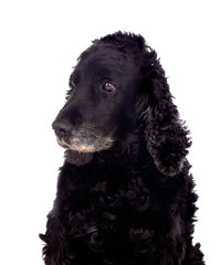 Beautiful black Cocker Spaniel