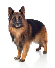 Beautiful alsatian
