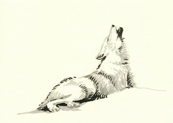 Naklejka premium watercolors technique, hand painting - howling wolf
