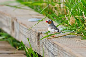 Zebra finch resting on board