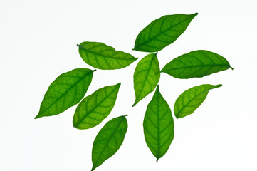 Naklejka na ściany i meble green leaf isolated on white