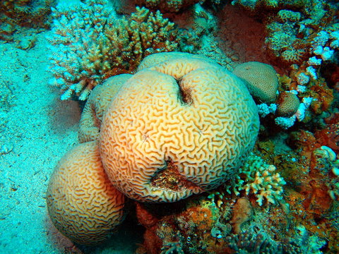 Stone coral, Red sea, Dahab