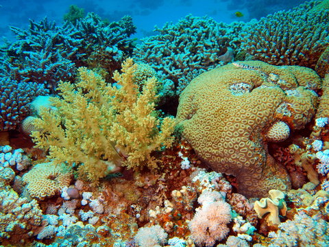 Soft coral, Red sea, Dahab