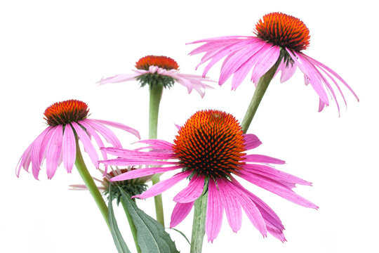 Sonnenhut (Echinacea Purpurea)