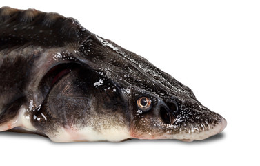 Sterlet fish head on white background