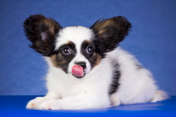Puppy breed Papillon licks his nose