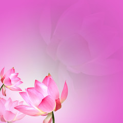 Lotus with nice background for adv or others purpose use