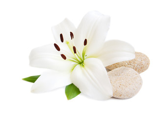 white lilly and massage stones