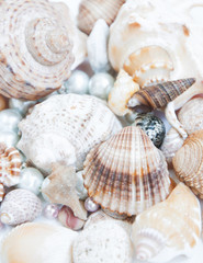 seashell background