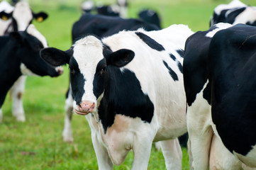 herd of cows on the pasture