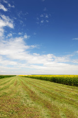 Green grass cuttings over deep blue sky