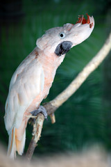 Pink parrot looking keen at you © Maimento
