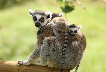 Close up of a mother Ring-Tailed Lemur and her babies
