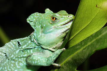 Basiliscus plumifrons
