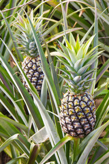 Unripe pineapple fruits