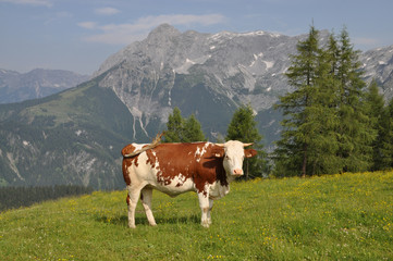 Fototapeta na wymiar Krowa w górach