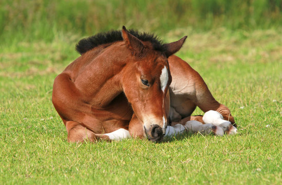 liegendes Fohlen