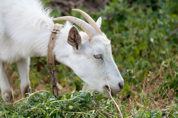 Obraz premium white goat