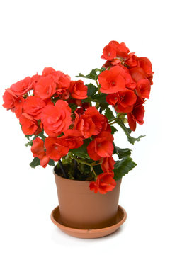 One red blossoming begonia