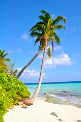 Malediven Palmen Strand