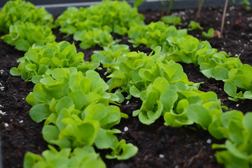 Bed with a green salad